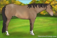 Horse Color:Sable Champagne 