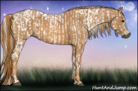 Horse Color:Gray White Spotted Black  Brindle