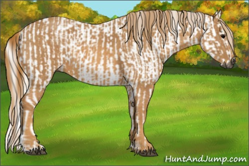 Horse Color:Gray White Spotted Black Brindle