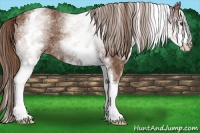 Horse Color:White Spotted Chestnut 