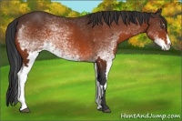 Horse Color:White Spotted Bay Frame 