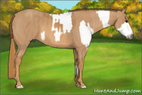 Horse Color:Gray White Spotted Black Brindle