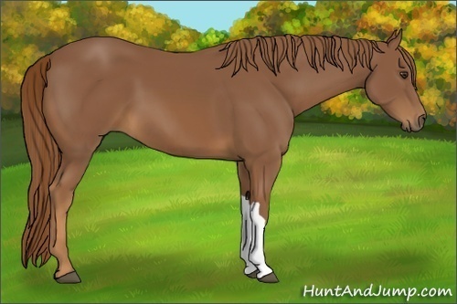 Horse Color:Chestnut 