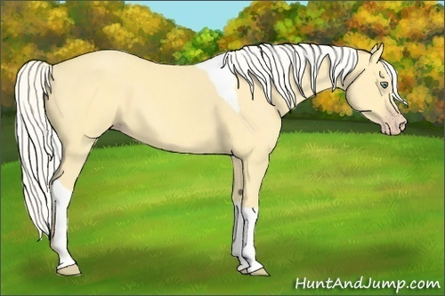 Horse Color:Silver Amber Cream Champagne Dun Tobiano 
