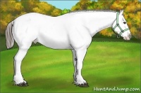 Horse Color:White Spotted Black Appaloosa 