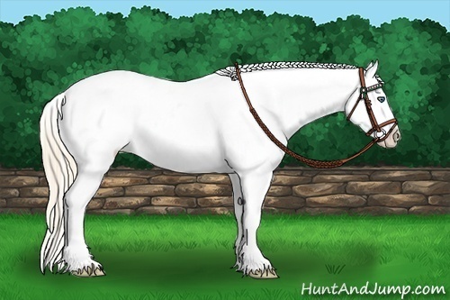 Horse Color:Perlino Appaloosa
