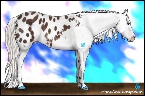 Horse Color:Silver Brown Appaloosa 