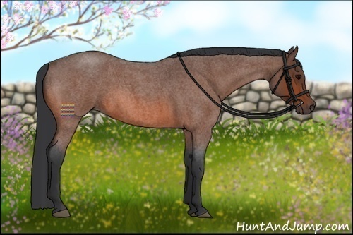 Horse Color:Bay Roan 