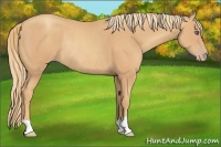 Horse Color:Unknown 