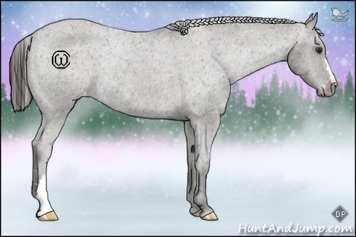 Horse Color:Liver Chestnut Varnish Rabicano
