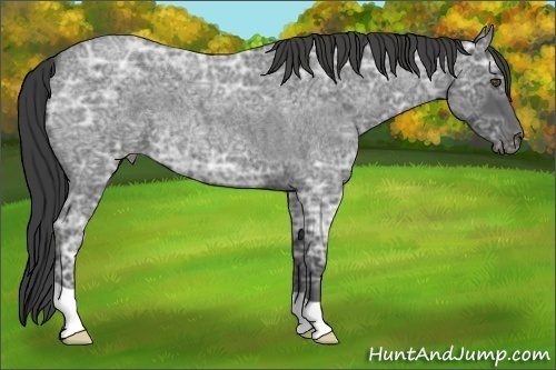 Horse Color:Smoky Blue Ice Roan