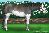 Horse Color:Buckskin Splash Rabicano
