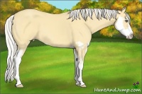 Horse Color:Silver Amber Cream Champagne Dun Splash Frame 