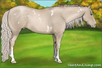 Horse Color:White Spotted Chocolate Palomino Pearl