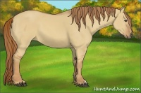 Horse Color:Red Dun 