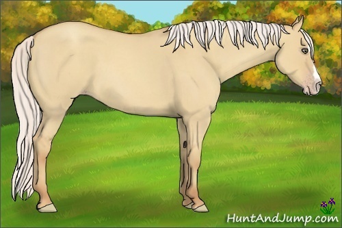 Horse Color:Silver Classic Champagne Roan Dun Splash Frame 