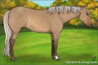 Horse Color:Silver Bay Dun Rabicano 