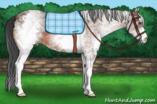 Horse Color:White Spotted Bay Roan