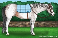 Horse Color:White Spotted Bay Roan 
