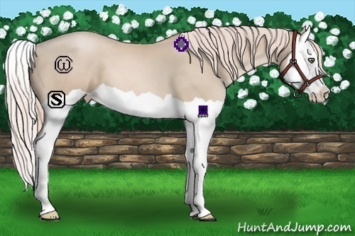 Horse Color:Palomino Pearl Splash 