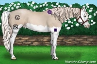 Horse Color:Palomino Pearl Splash 