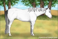 Horse Color:Grullo Splash Tobiano