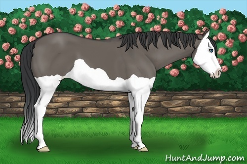 Horse Color:Grullo Splash 