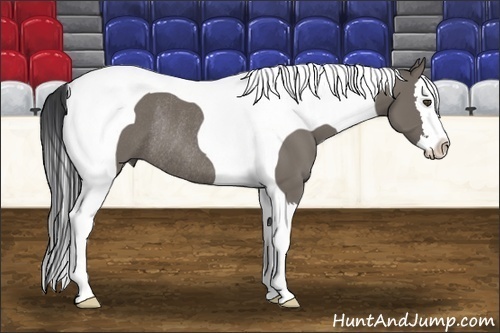 Horse Color:Grullo Splash Tobiano Rabicano