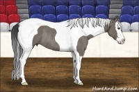 Horse Color:Grullo Splash Tobiano Rabicano