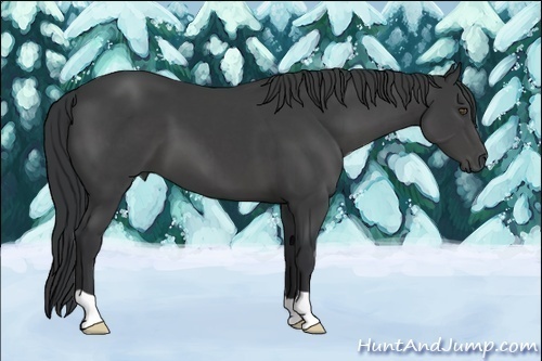 Horse Color:Black 