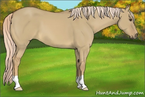 Horse Color:Palomino Dun 