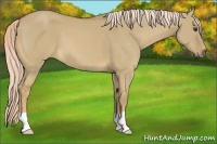 Horse Color:Palomino Dun