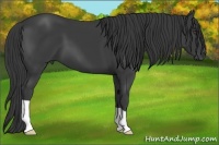 Horse Color:Smoky Black