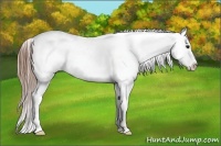Horse Color:Grullo Blanket 