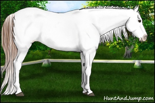 Horse Color:Red Dun Varnish 