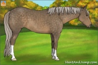 Horse Color:Chocolate Palomino 