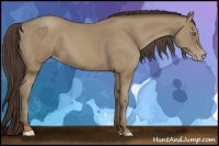 Horse Color:Classic Cream Champagne 