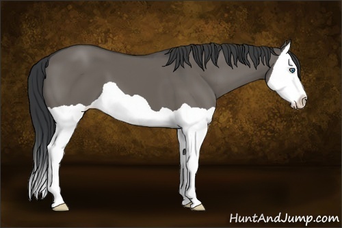 Horse Color:Grullo Splash 