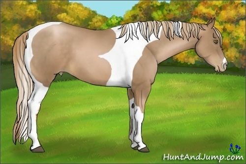 Horse Color:Liver Chestnut Pearl Tobiano
