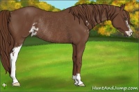 Horse Color:Chestnut Sabino Rabicano