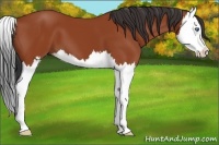 Horse Color:Bay Splash 