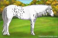 Horse Color:Black Splash Tobiano Frame Appaloosa 