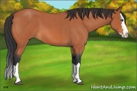 Horse Color:Bay Roan Splash