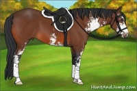 Horse Color:Bay Sabino