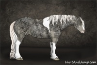 Horse Color:Gold Cream Champagne Ice Pearl Dun Splash Tobiano