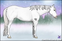 Horse Color:Silver Grullo Ice Frame Appaloosa 