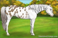 Horse Color:Liver Red Dun Sabino Appaloosa