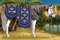 Horse Color:Liver Chestnut Splash 