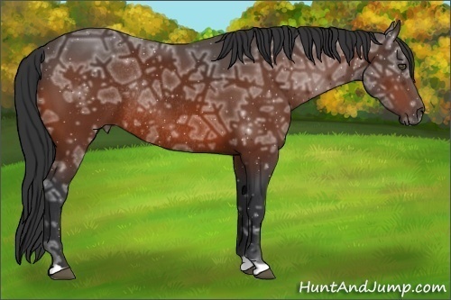 Horse Color:Bay Ice Rabicano 