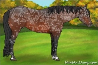 Horse Color:Bay Ice Rabicano 